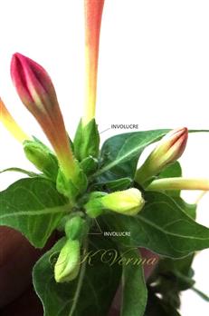  Cluster of flowers with calyx-like involucres